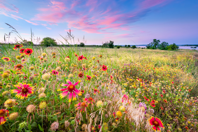 Native Meadow Gardens in Colorado - beautiful perspective of colorful flowers, grasses and pink clouds