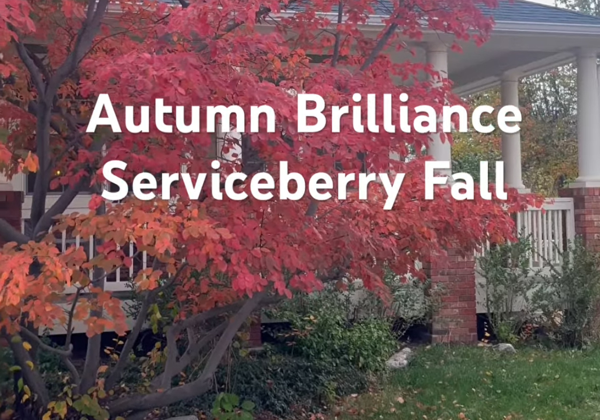 Autumn Brilliance Serviceberry Fall