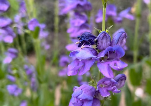 Bee-in-purple-flowers